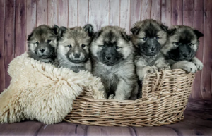 Puppies in a basket 